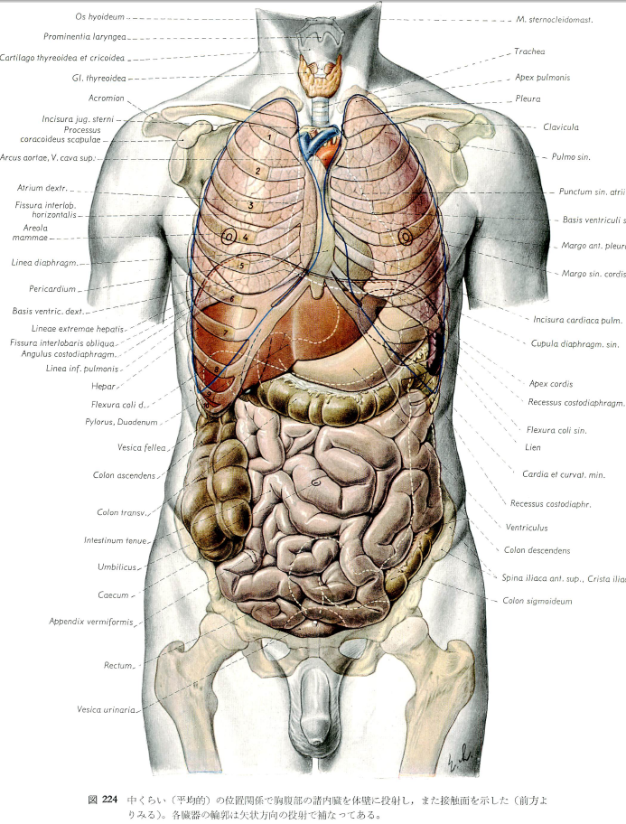 内臓の位置図 121836内臓の位置図解